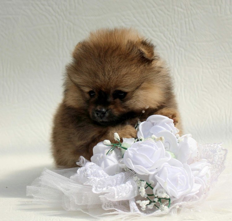 Собачка шпиц карликовый Медвежонок