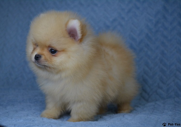 Порода шпиц померанец