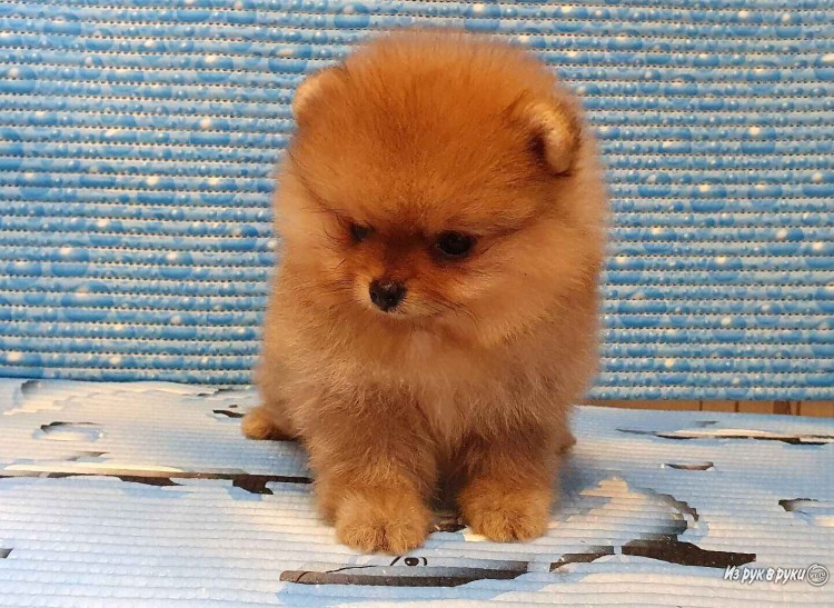 Померанский шпиц кремовый