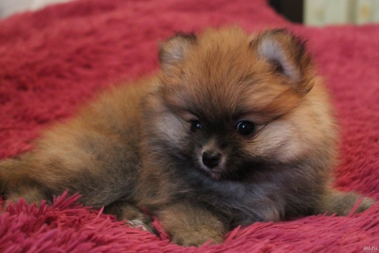 Русский шпиц