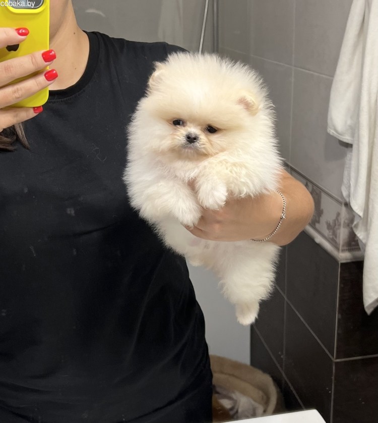 Немецкий померанский шпиц мини