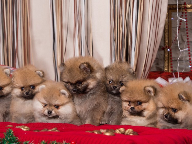 Померанский малый шпиц 1год персик