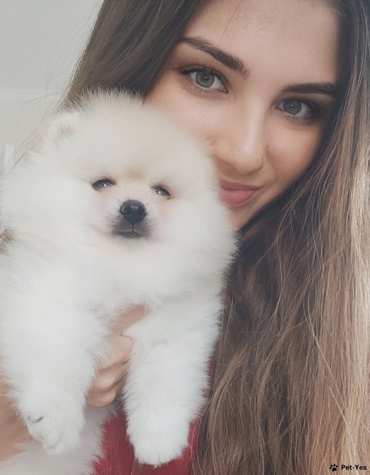 Чистокровный шпиц