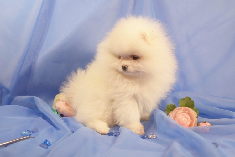 Немецкий малый шпиц пушистый