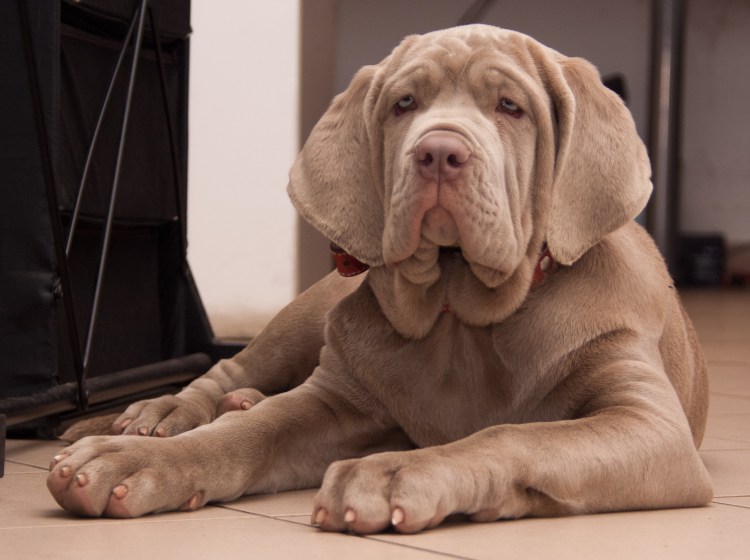 Неаполитанский мастиф и шарпей