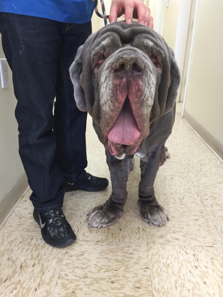 Неаполитанский Бульмастиф