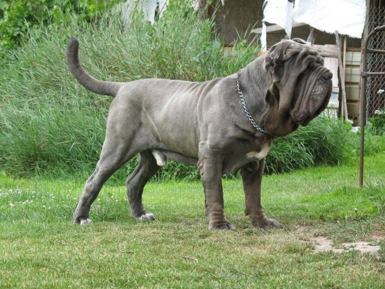 Неополитанский мастифф "