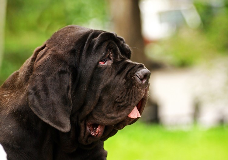 Спокойные собаки