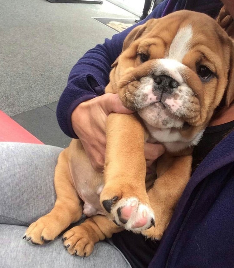 Порода собак шарпей