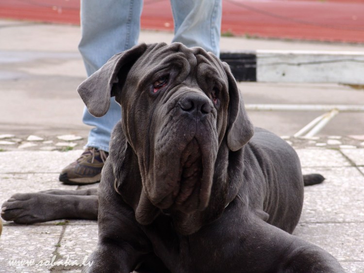 Мастино неаполитано