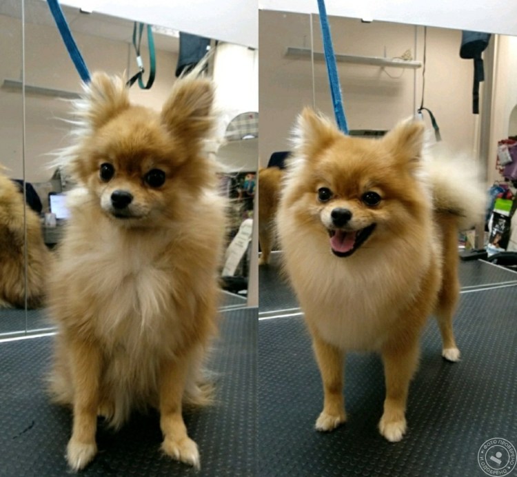 Померанский шпиц strijka