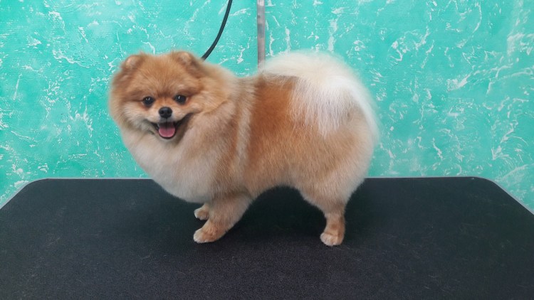 Померанский шпиц Teacup.