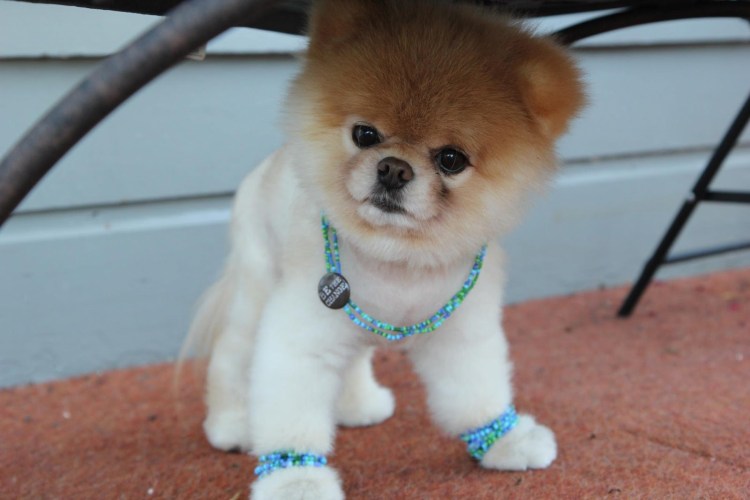 Мини померанский шпиц 4 месяца