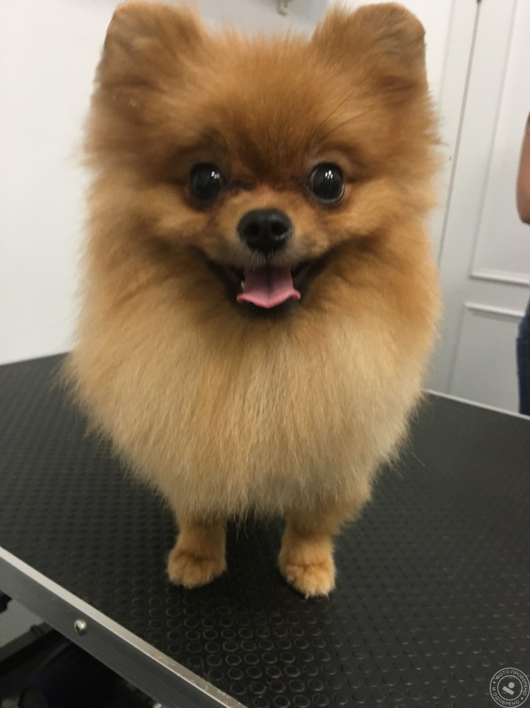 Померанский шпиц подстриженный