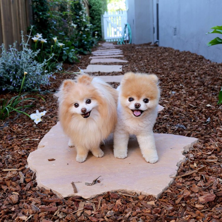 Стрижка для шпица померанского мишка