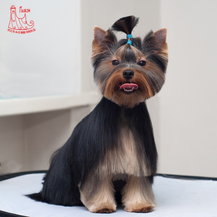 Йоркширский терьер стандарт стрижки