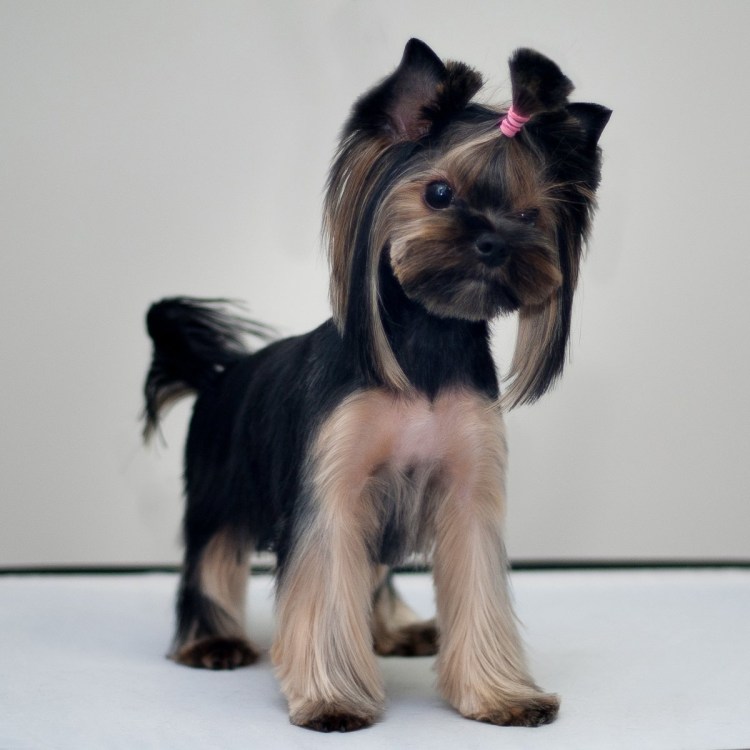 Йоркширский терьер стандарт стрижки