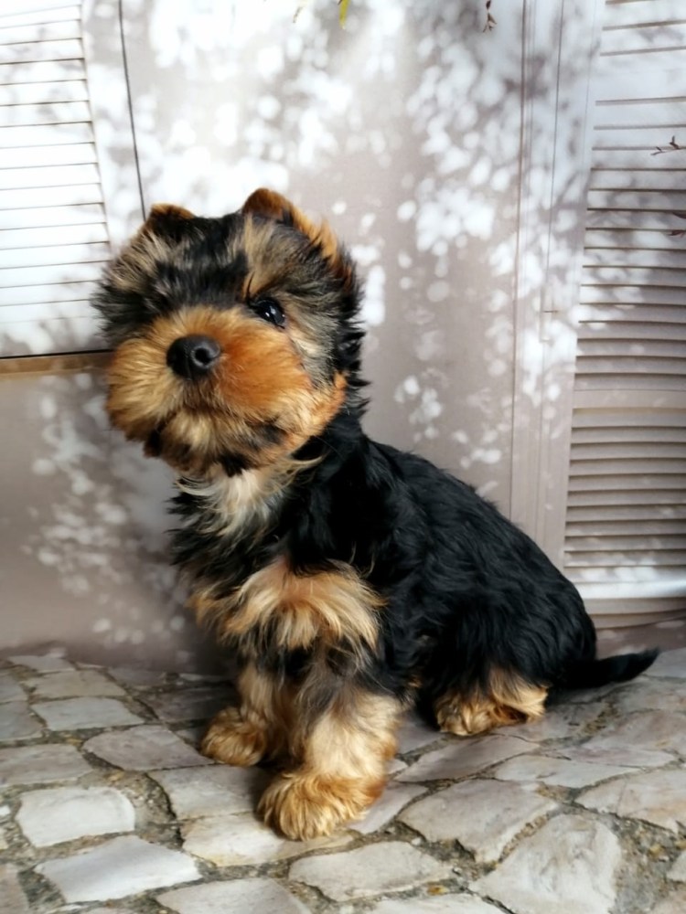 Стрижка Йорка стандарт