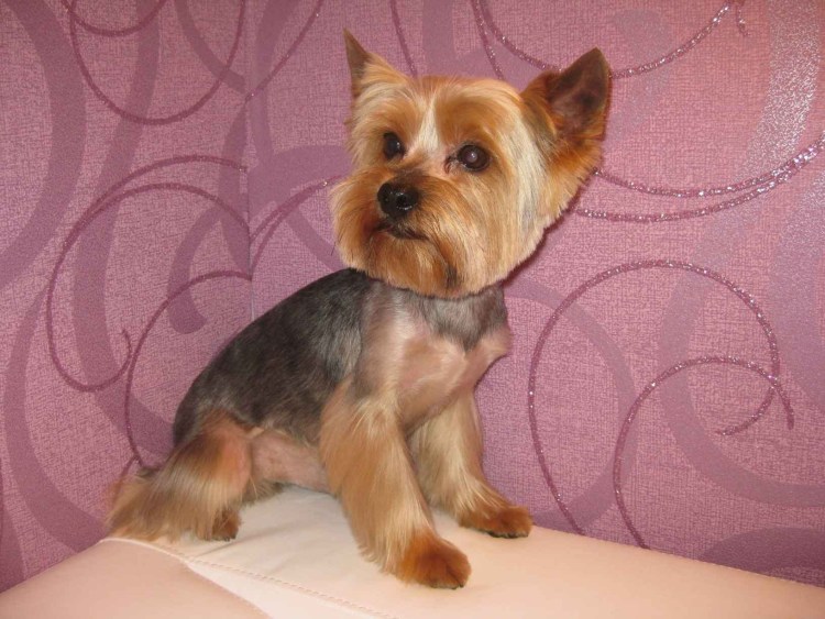 Стрижки йорков мальчиков щенков 5 месяцев грумминг