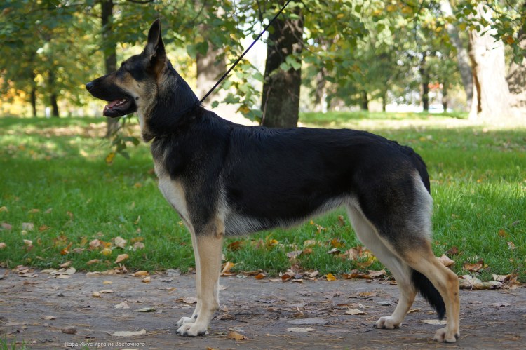 Восточноевропейская овчарка