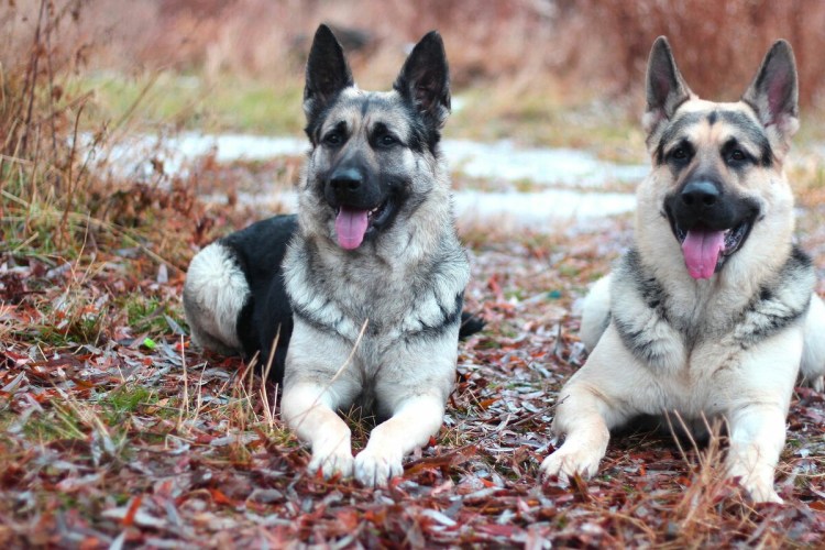 Восточно-европейская овчарка