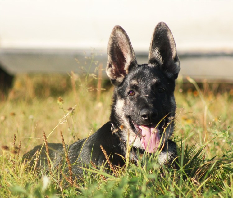 ВЕО Восточно-европейская овчарка