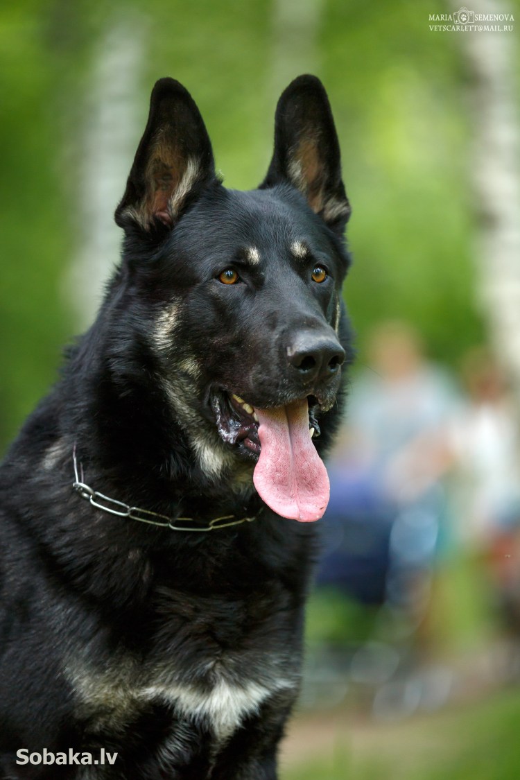 Восточноевропейская овчарка