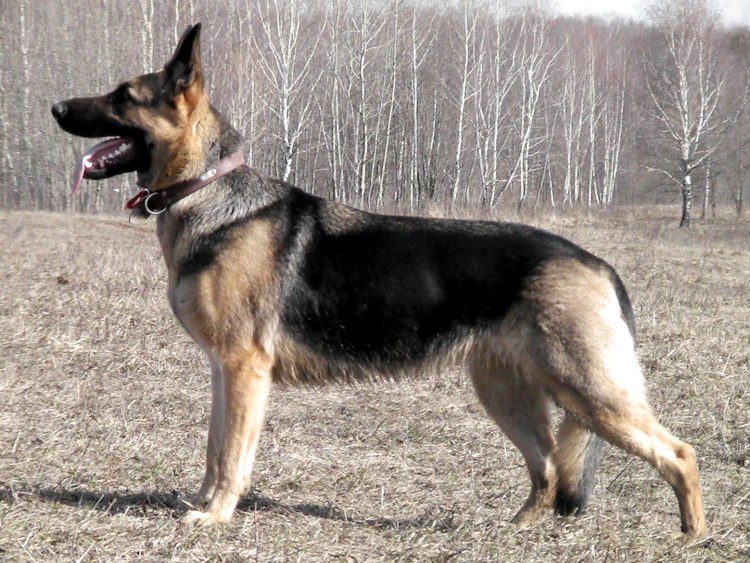 Восточноевропейская овчарка чепрачный