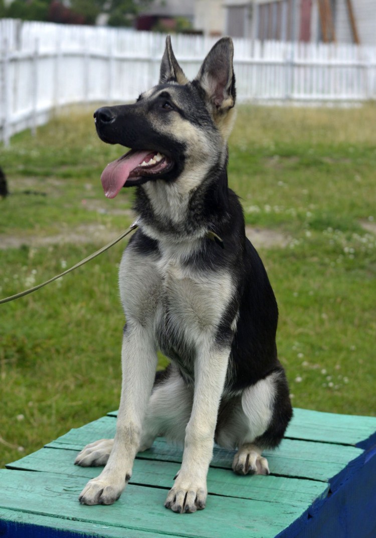 Восточеревропейская овчарка