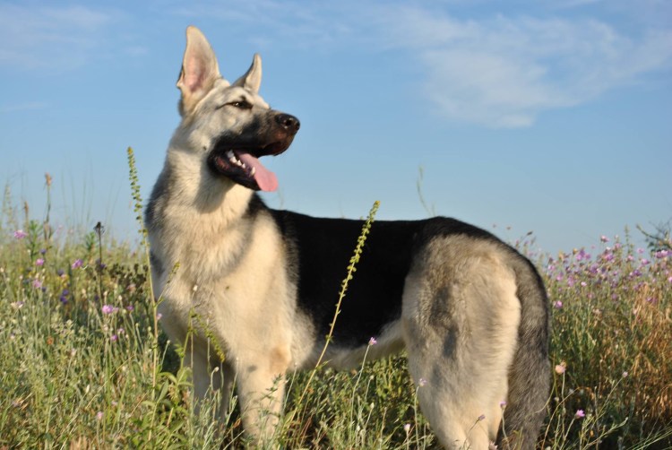 Восточно-европейская овчарка