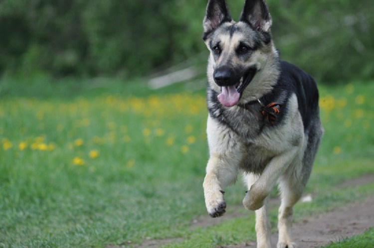 Европейская сторожевая овчарка