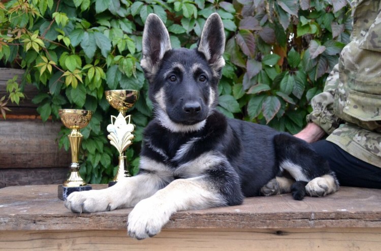 Восточно-европейская овчарка