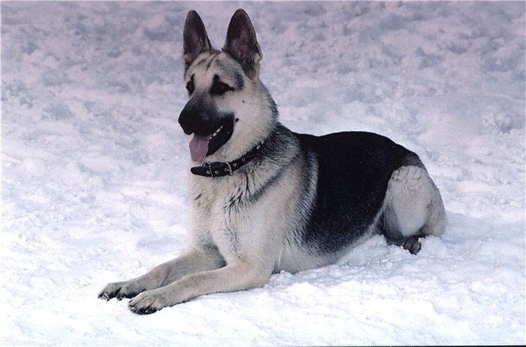 Восточноевропейская овчарка