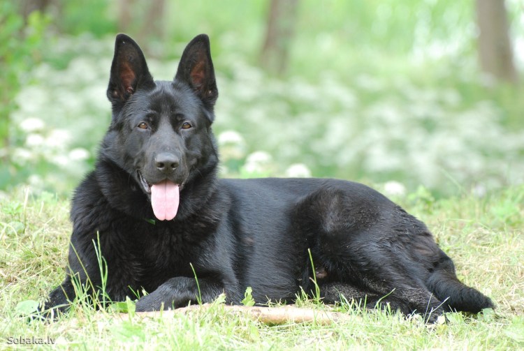 Восточно европейская овчарка чепрачная