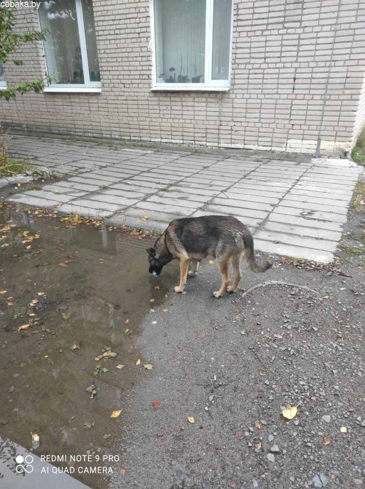 Восточно-европейская овчарка