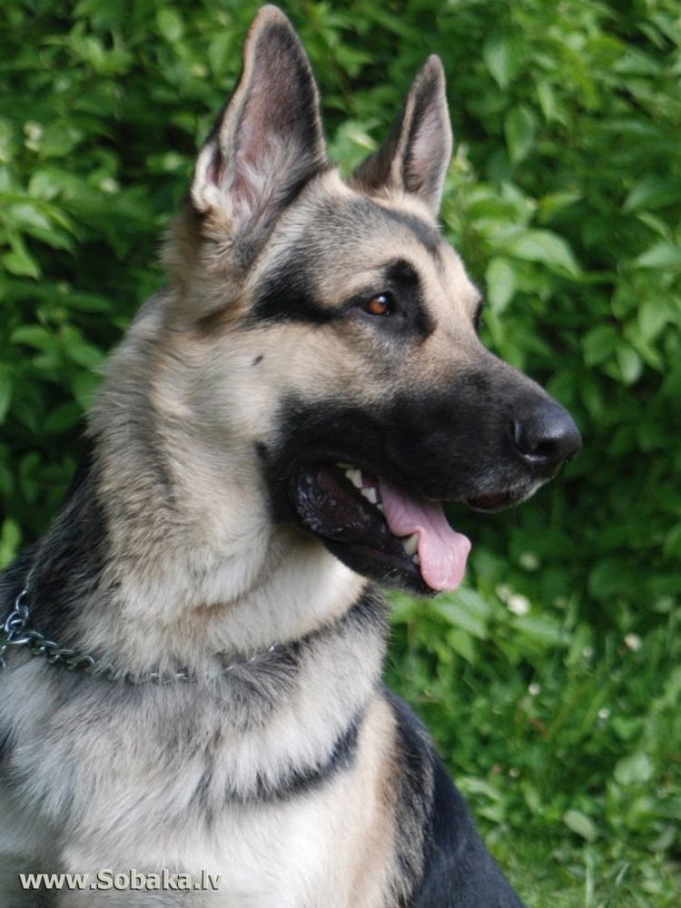 Восточно-европейская овчарка