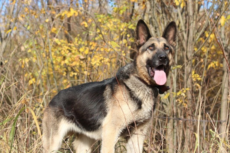 ВЕО Восточно-европейская овчарка