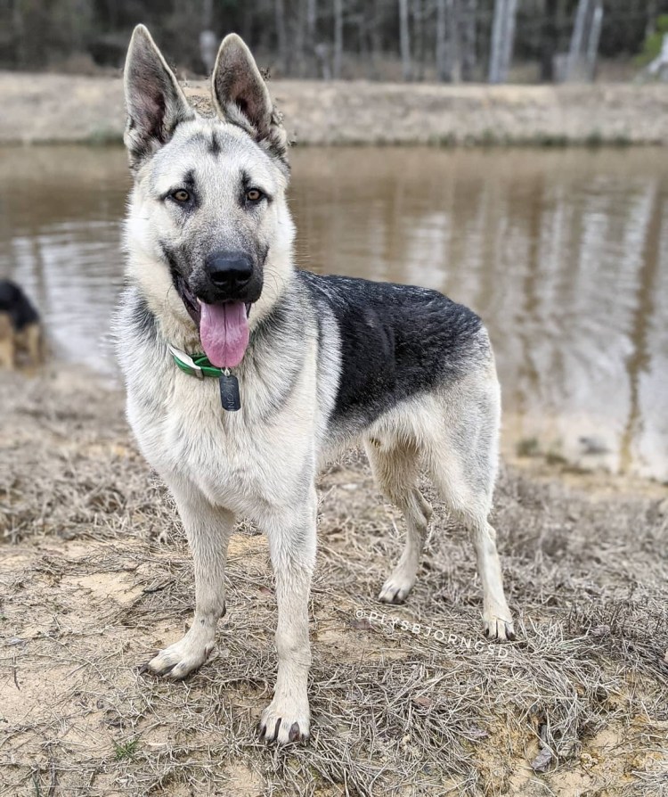 ВЕО Восточноевропейская овчарка