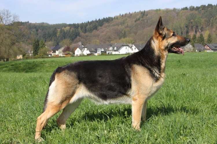 Восточно-европейская овчарка