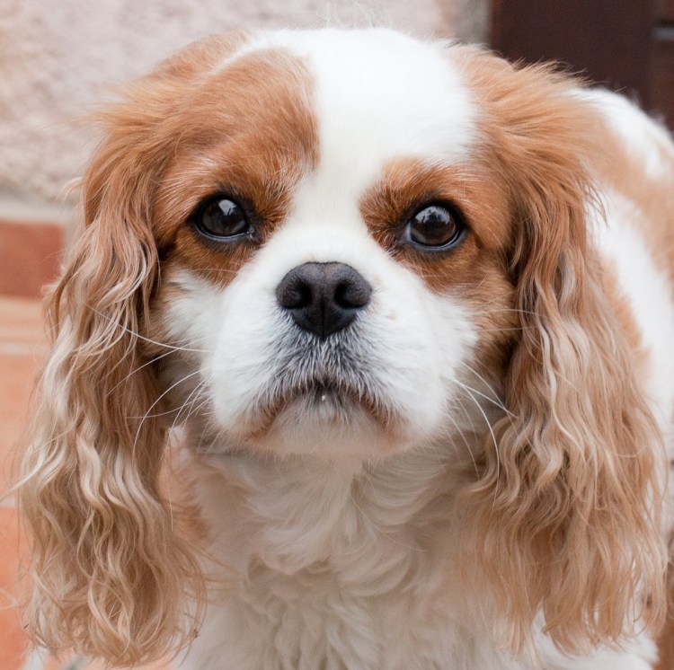 Кавалер Кинг Чарльз спани