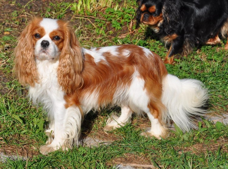 Спаниель Кинг Чарльз спаниель