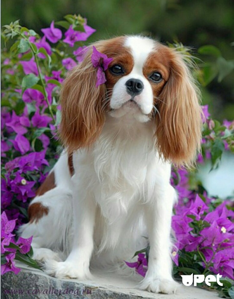 Кинг Чарльз спаниель