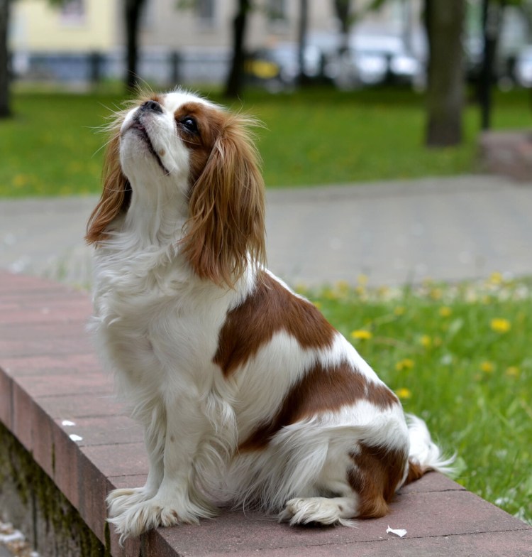 Кавалер Кинг Чарльз спаниель