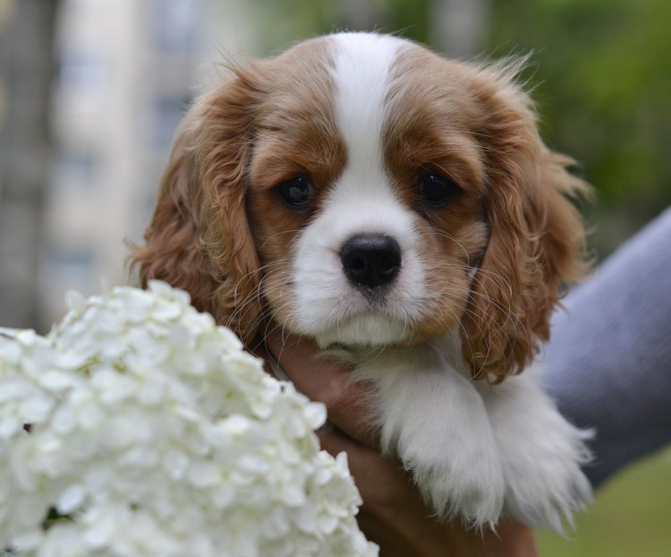 Кавалер Кинг Чарльз спаниель