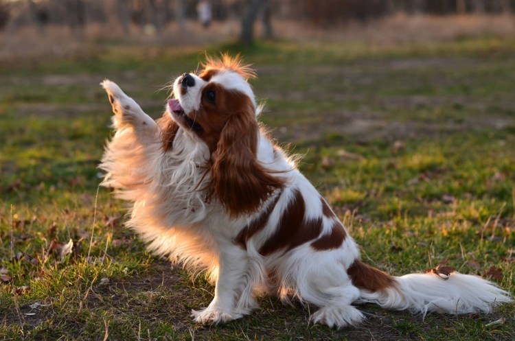 Кокер Чарльз Кинг спаниель