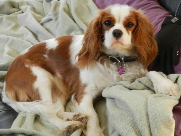 Кавалер Кинг Чарльз спаниель