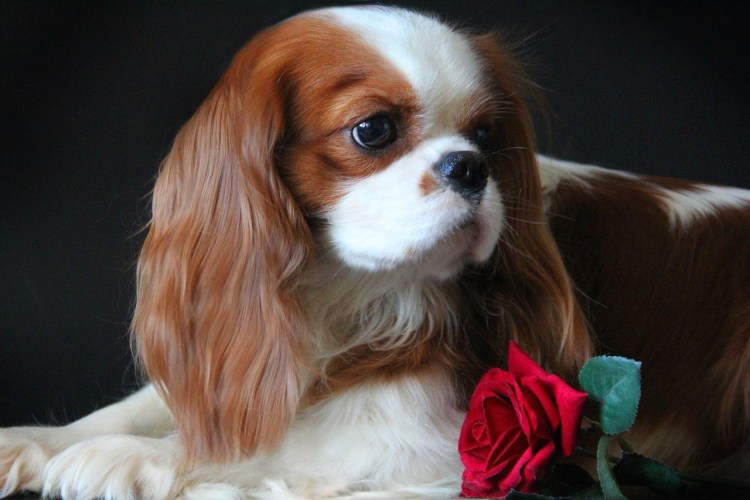 Кавалер Кинк Чанс спаниелб