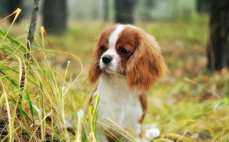 Кавалер-Кинг-Чарльз-спаниель черный подпалый