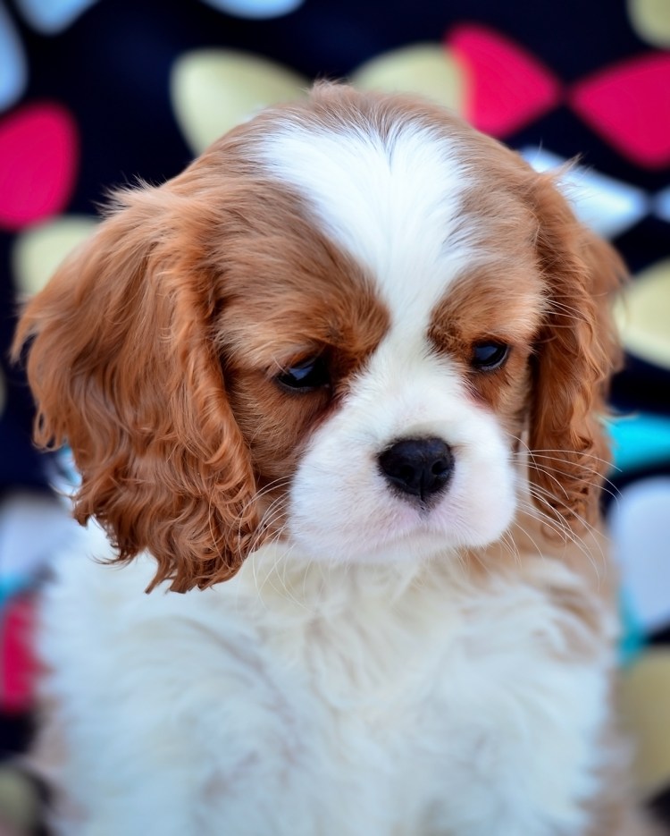 Чарльз кокер спаниель