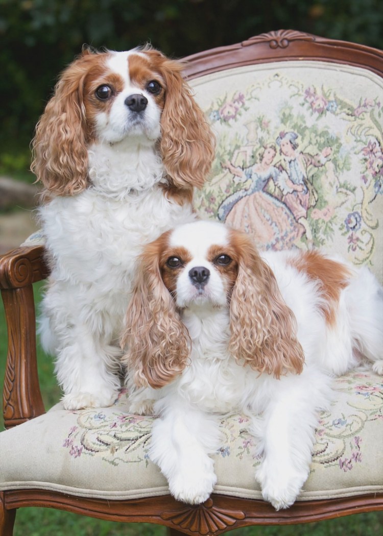 Кавалер Кинг Чарли спаниэль